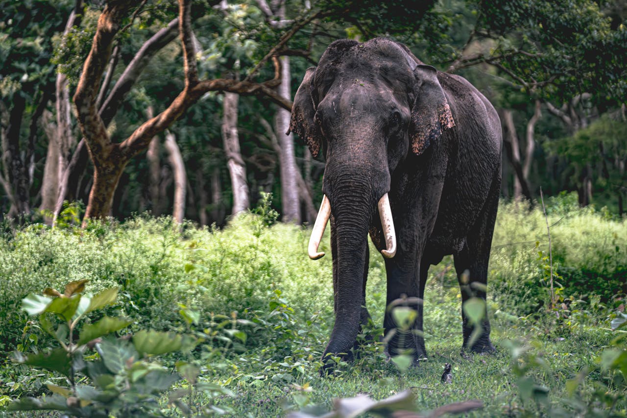 Wildlife-Safari