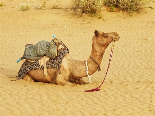 India Karni journeys — photograph 101