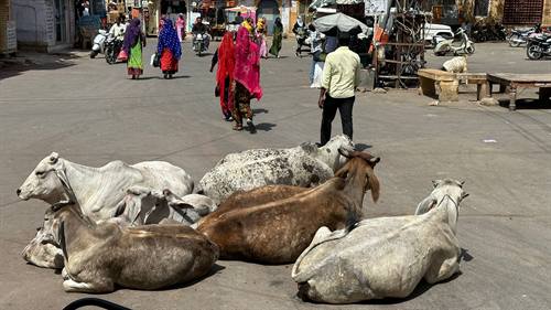 India Karni journeys — photograph 129