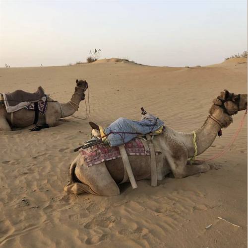 India Karni journeys — photograph 293