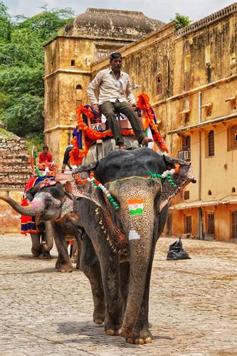 India Karni journeys — photograph 305