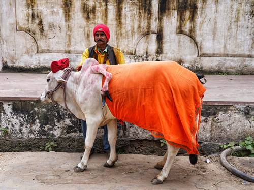 India Karni journeys — photograph 322