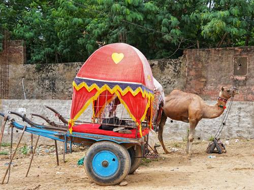 India Karni journeys — photograph 323