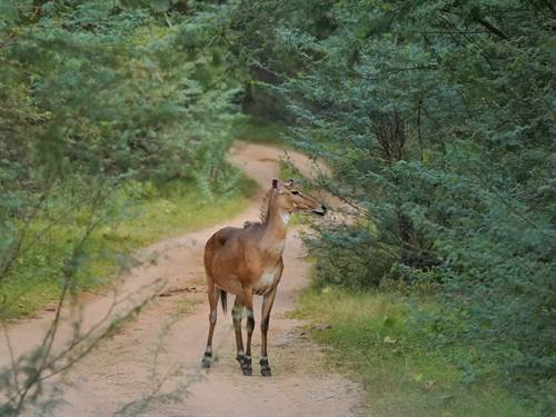 India Karni journeys — photograph 347