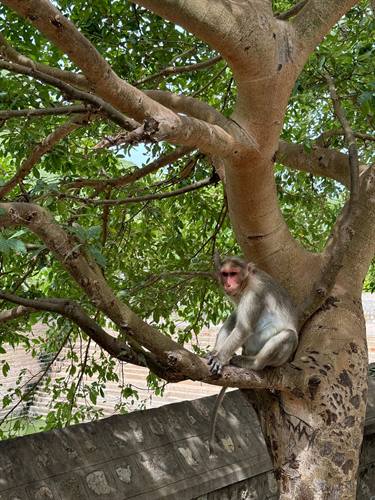 India Karni journeys — photograph 390