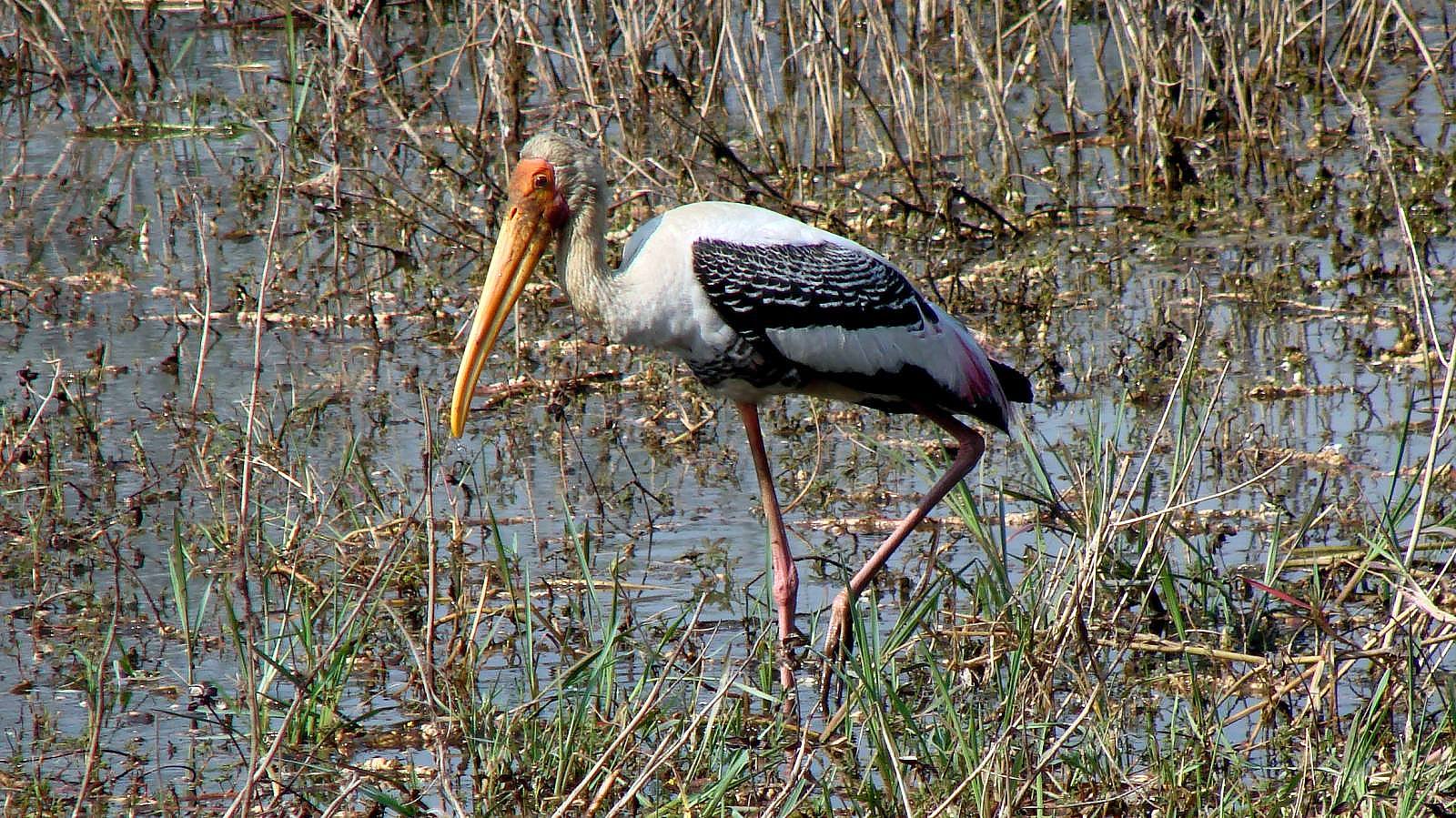Tage Wildlife-Tour