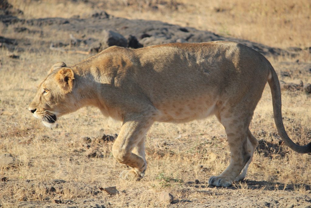 Tage Wildlife-Tour durch Gujarat