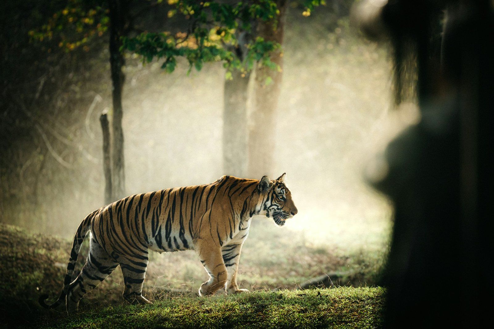 Nächte Goldenes Dreieck mit Ranthambore