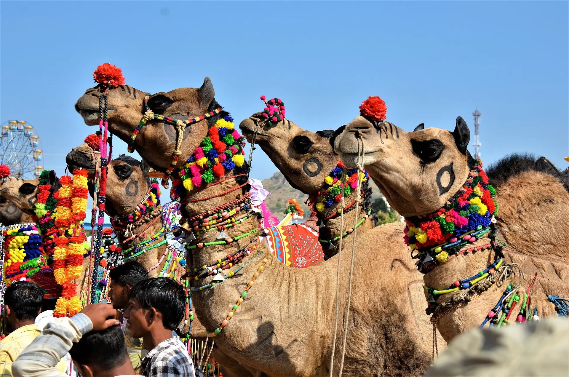 Kamelmesse in Pushkar - India