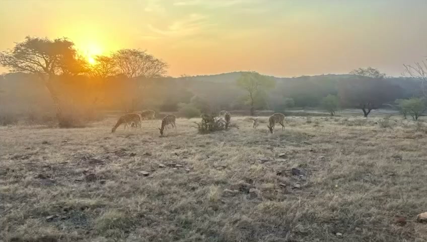 Ranthambhore